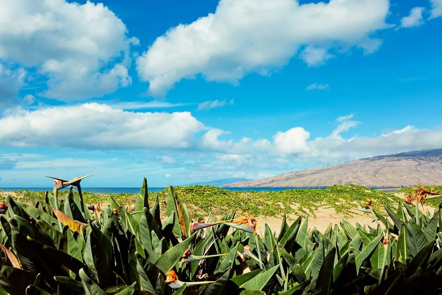 Casa vacanze Oceanview Condo - Lanai Ac Steps To Beach & Pool Kihei